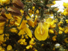 Common Gorse (Ulex europaeus)