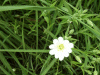 Stitchwort (Stellaria holostea)