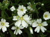 Stitchwort (Stellaria holostea)