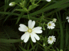 Stitchwort (Stellaria holostea)