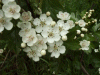 Hawthorn flowers (Crataegus monogyna)