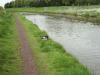 Three Mallard Ducks along side the canal