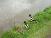 Three Mallard Ducks along side the canal