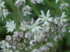 Hogweed (Heracleum sphondylium)