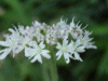 Hogweed (Heracleum sphondylium)