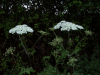 Hogweed (Heracleum sphondylium)