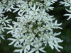 Hogweed (Heracleum sphondylium)