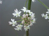 Hogweed (Heracleum sphondylium)
