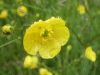 Meadow Buttercup (Ranunculus acris) 