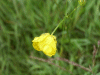 Meadow Buttercup (Ranunculus acris)