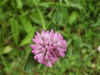 Red Clover (trefolium repens)