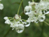 Water droplets on Cow Parsley (Anthriscus sylvestris)