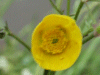 Meadow Buttercup (Ranunculus acris)
