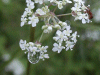 Water droplets on Cow Parsley (Anthriscus sylvestris)