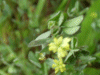 Black Medick (Medicago lupulina)