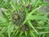 Budding Thistle