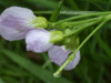Cuckoo Flowers (Cardamine pratensis agg)