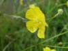Meadow Buttercup (Ranunculus acris)