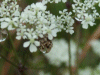 Water droplets on Cow Parsley (Anthriscus sylvestris)
