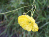 Meadow Buttercup (Ranunculus acris)
