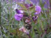 Tufted Vetch (Vicia cracca)