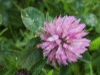 Red Clover (trefolium repens)
