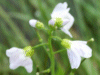 Cuckoo Flowers (Cardamine pratensis agg)