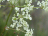 Water droplets on Cow Parsley (Anthriscus sylvestris)