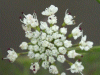 Hemlock (Conium maculatum)