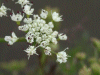 Hemlock (Conium maculatum)