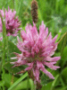 Red Clover (trefolium repens)