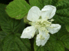 Bramble/Blackberry flower (Rubus fruticosus agg)