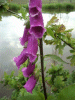 Digitalis Purpurea (ordinary wild foxglove)