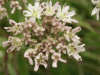 Hogweed (Heracleum sphondylium)