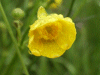 Meadow Buttercup (Ranunculus acris)
