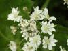 Hemlock (Conium maculatum)