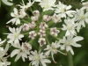 Hogweed (Heracleum sphondylium)