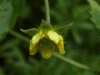 Wood Avens/Herb Bennet (Geum urbanum)