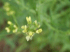 Hedge Mustard (Sisymbrium officinale)