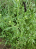 Hedge Mustard (Sisymbrium officinale)