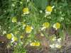 Scentless Mayweed (Matricaria perforata)