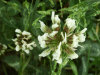 White Clover/Dutch Clover (Trifolium repens)