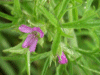 Cut-leaved Cranesbill (Geranium dissectum)