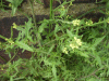 Hedge Mustard (Sisymbrium officinale)
