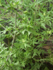 Hedge Mustard (Sisymbrium officinale)