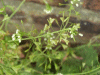Shepherd's-Purse (Capsella bursa-pastoris)