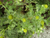 Pineapple Mayweed (Matricaria matricarioides)