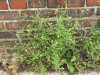Hedge Mustard (Sisymbrium officinale)
