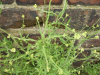 Hedge Mustard (Sisymbrium officinale)