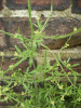 Hedge Mustard (Sisymbrium officinale)